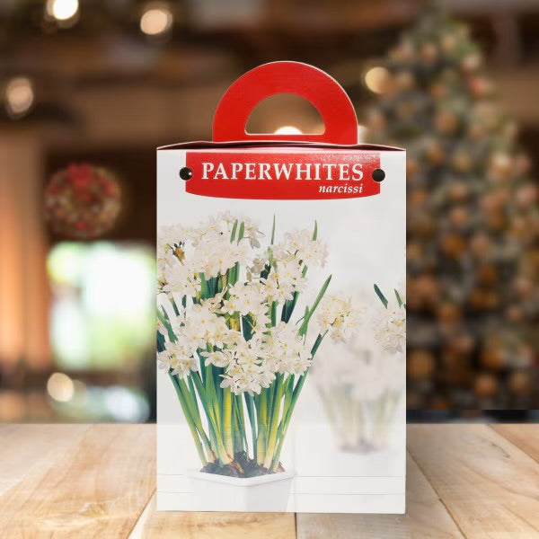 Paperwhite Grow Kit